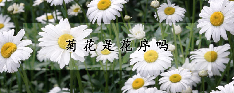 菊花是花序吗