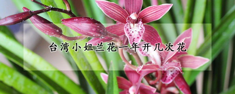 台湾小姐兰花一年开几次花