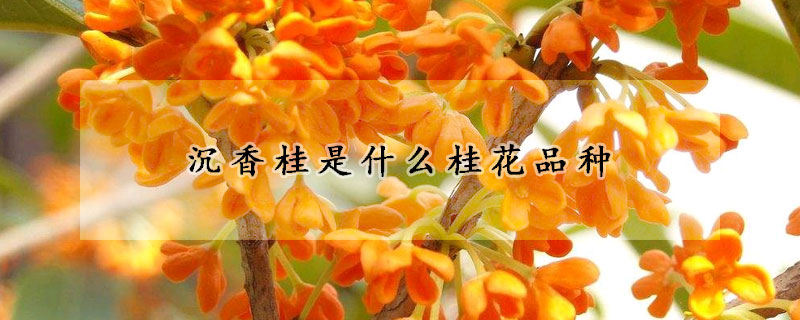 沉香桂是什么桂花品种