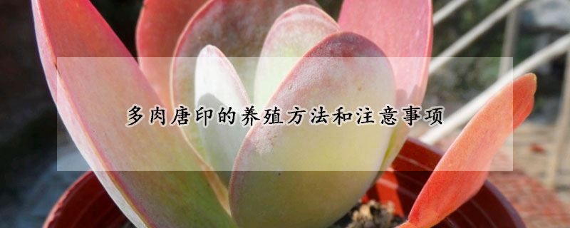 多肉唐印的养殖方法和注意事项