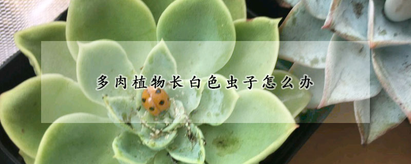 多肉植物长白色虫子怎么办