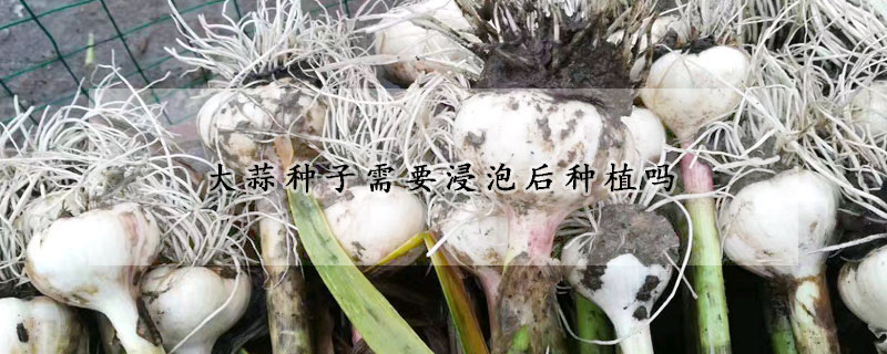 大蒜种子需要浸泡后种植吗