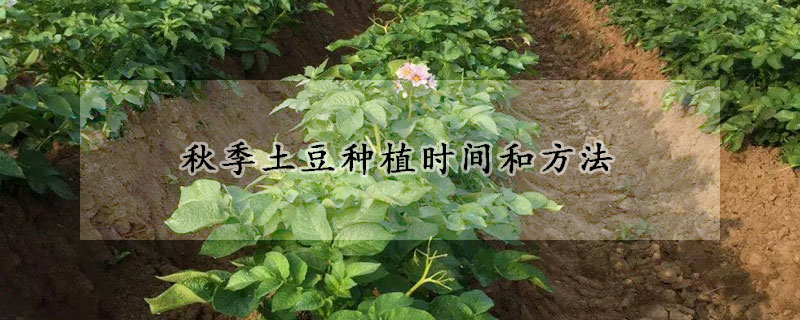 秋季土豆种植时间和方法