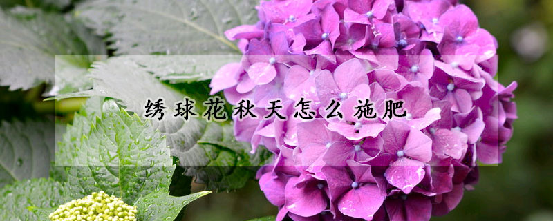 绣球花秋天怎么施肥