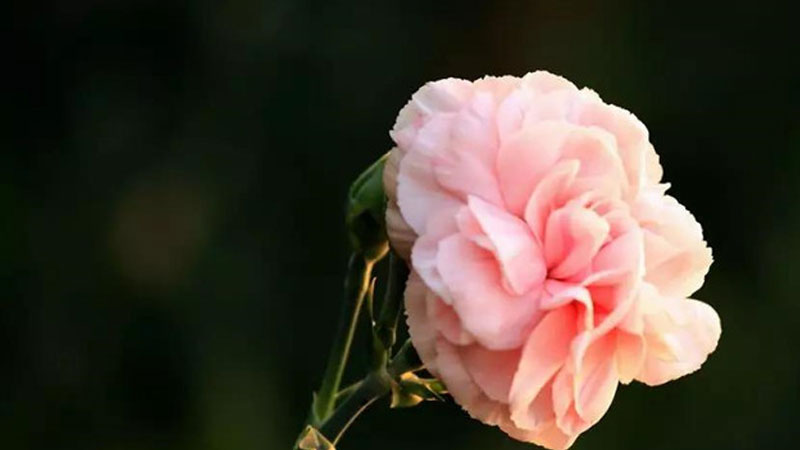 教师节给老师送什么花