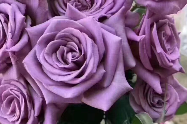 紫玫瑰的花语和寓意,象征了什么
