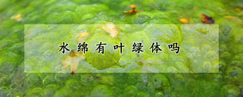 水绵有叶绿体吗