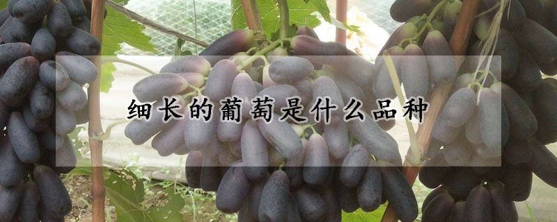 细长的葡萄是什么品种