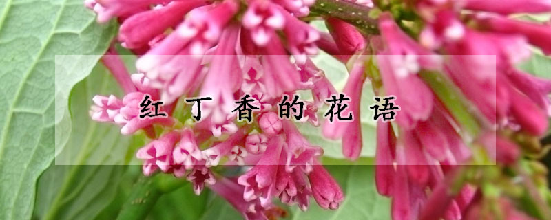 红丁香的花语