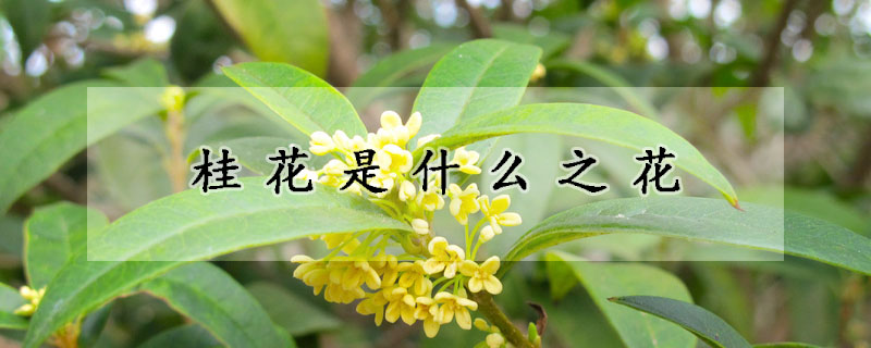 桂花是什么之花