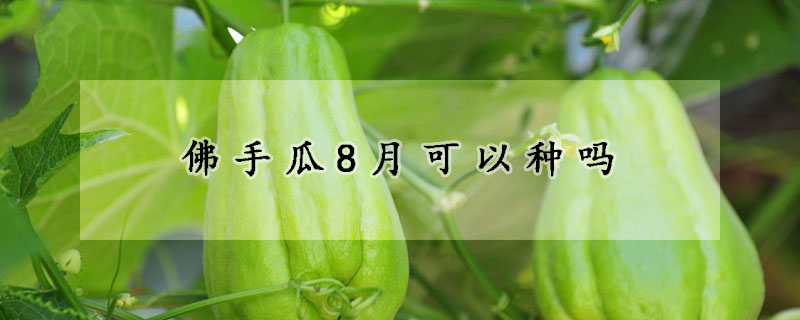 佛手瓜8月可以种吗