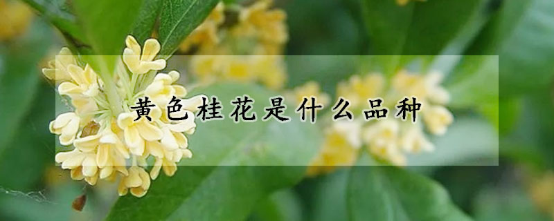 黄色桂花是什么品种