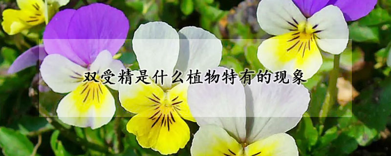 双受精是什么植物特有的现象