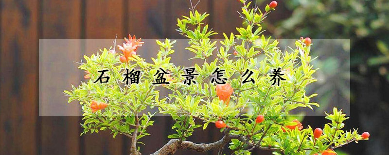 石榴盆景怎么养