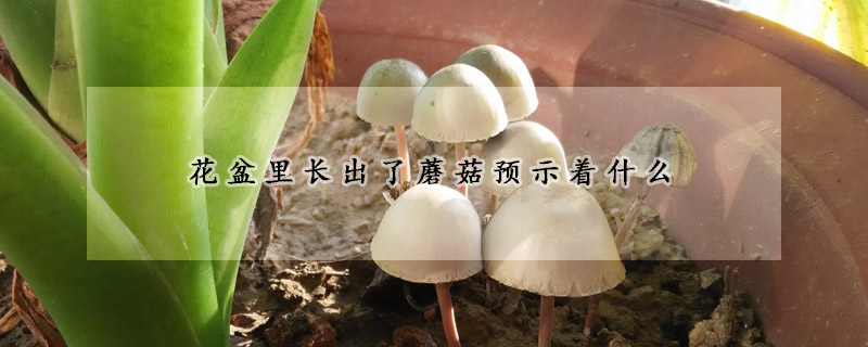 花盆里长出了蘑菇预示着什么