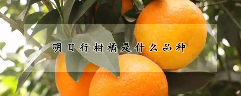 明日行柑橘是什么品种