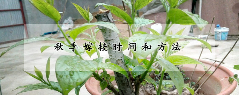 秋季嫁接时间和方法