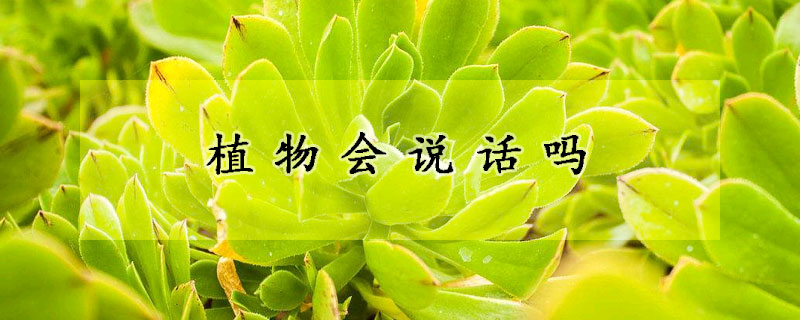 植物会说话吗