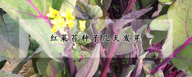 红菜苔种子几天发芽