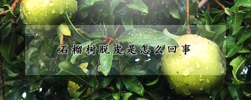 石榴树脱皮是怎么回事