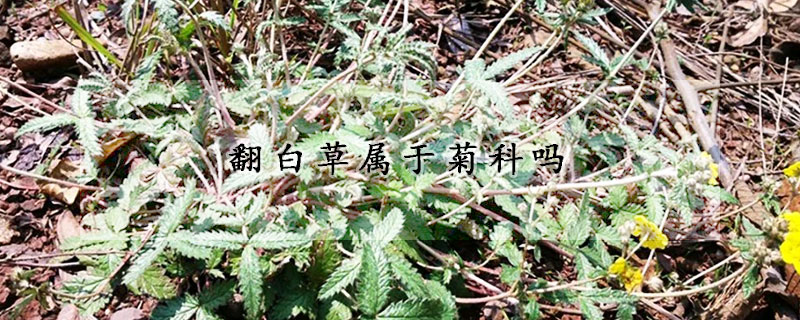 翻白草属于菊科吗