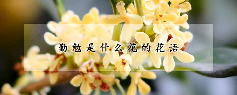 勤勉是什么花的花语