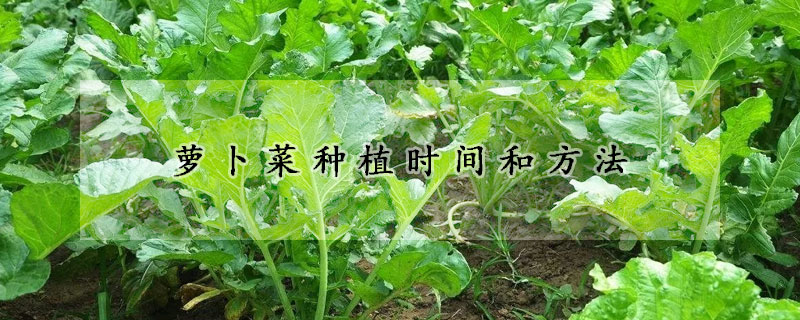 萝卜菜种植时间和方法