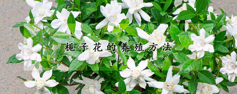 栀子花的养殖方法