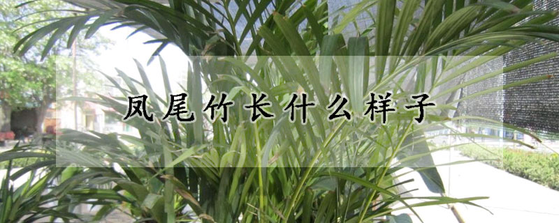 凤尾竹长什么样子