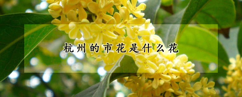 杭州的市花是什么花
