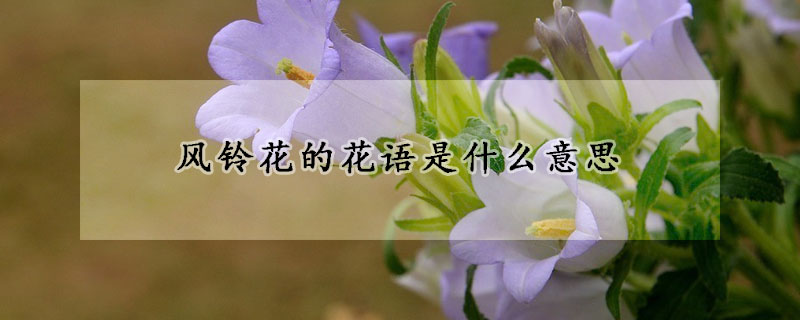 风铃花的花语是什么意思