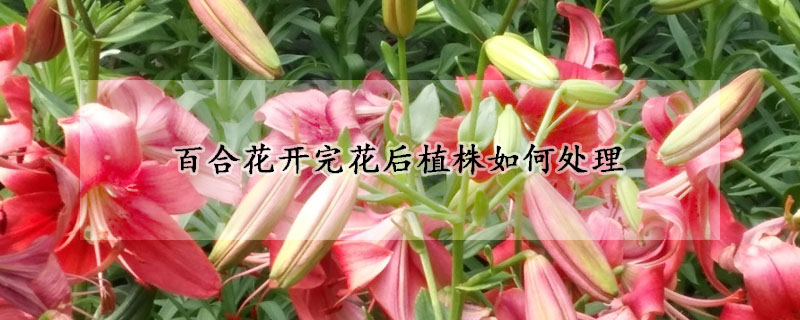 百合花开完花后植株如何处理