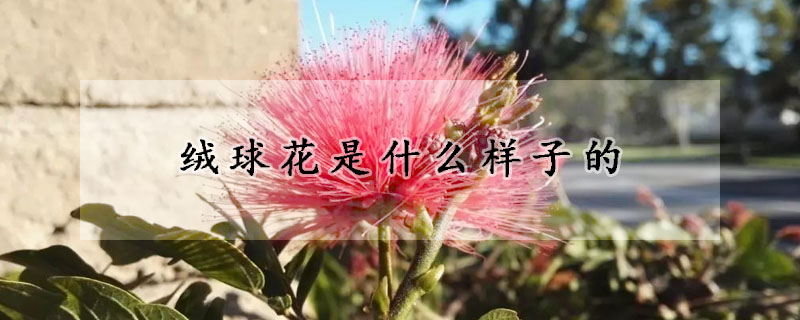 绒球花是什么样子的