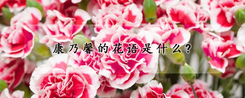 康乃馨的花语是什么?