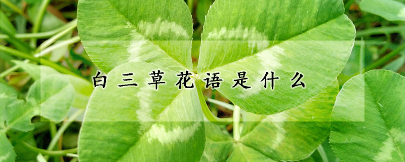 白三草花语是什么