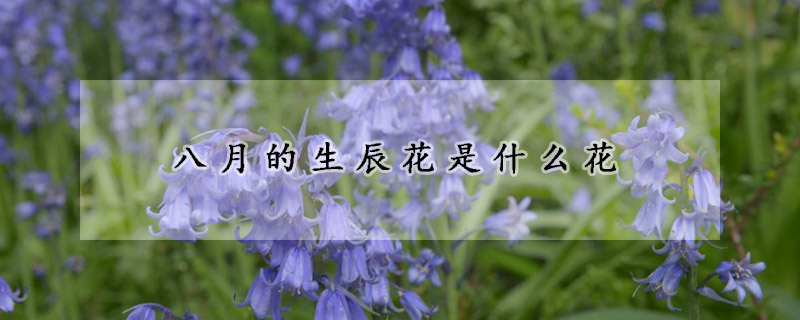 八月的生辰花是什么花