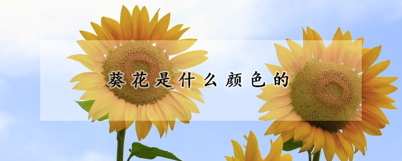 葵花是什么颜色的