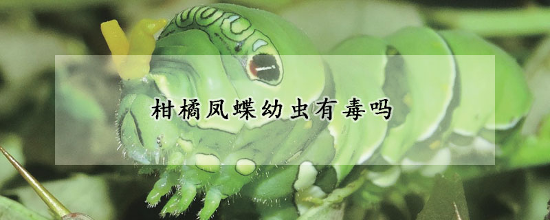 柑橘凤蝶幼虫有毒吗