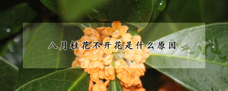 八月桂花不开花是什么原因