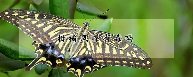 柑橘凤蝶有毒吗