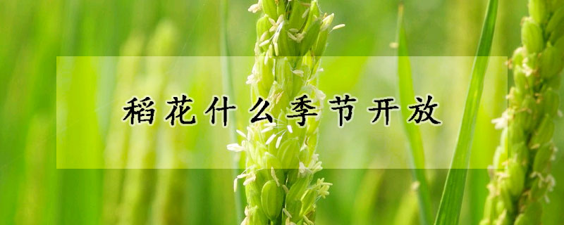 稻花什么季节开放