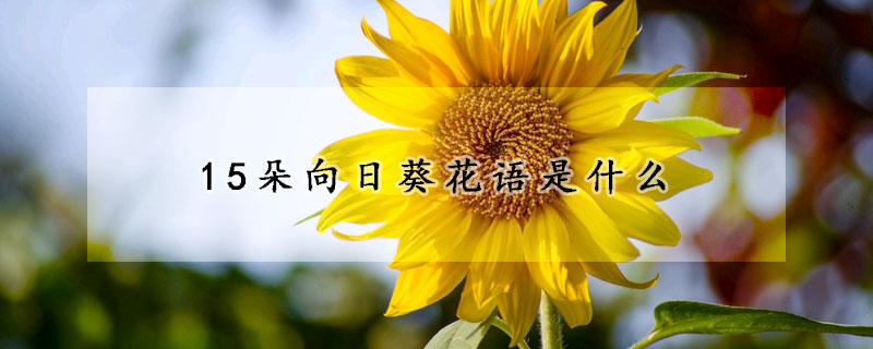 15朵向日葵花语是什么