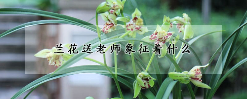 兰花送老师象征着什么