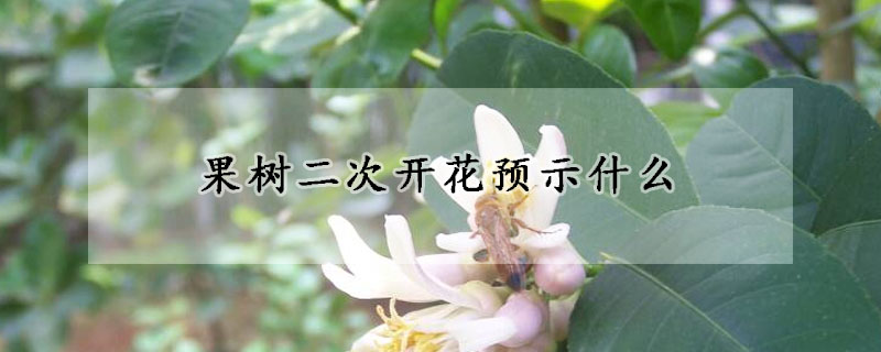 果树二次开花预示什么