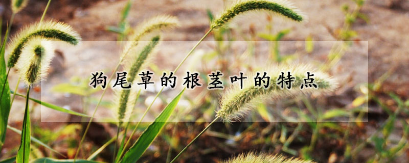 狗尾草的根茎叶的特点