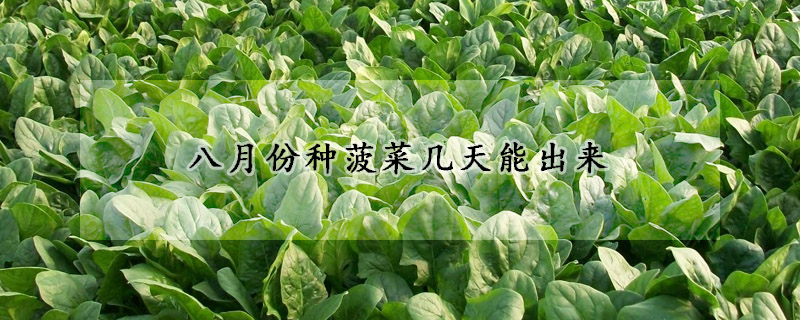 八月份种菠菜几天能出来