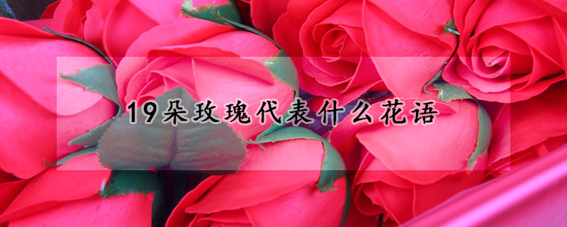 19朵玫瑰代表什么花语