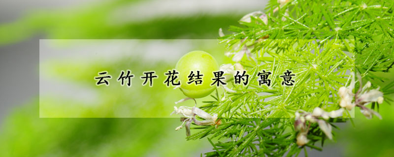 云竹开花结果的寓意