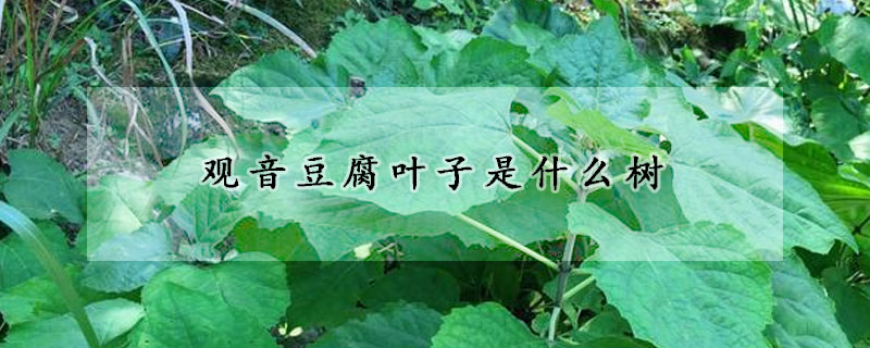 观音豆腐叶子是什么树