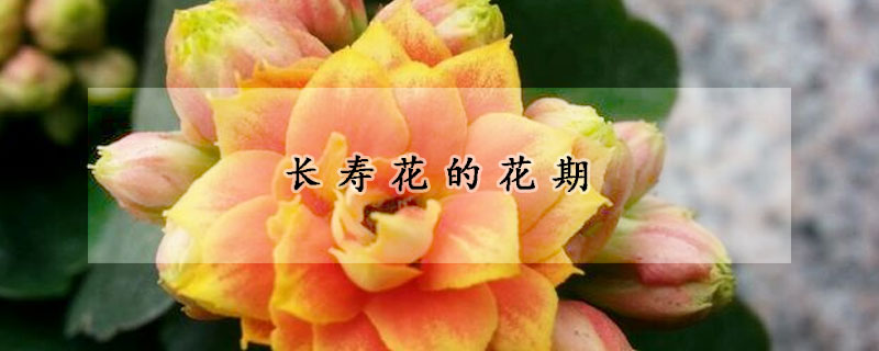 长寿花的花期